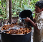 Ayahuasca on Fox