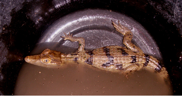 Baby Alligator