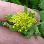 Rhodiola Botanical Sheet