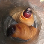 More Weird Foods