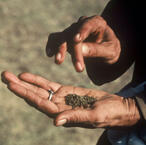 Read <b>“Feds Patent Pot”</b> on Fox News Health