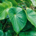 Close-up of Kava