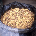 Maca
