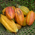 Ripe Cocoa Pods, Ecuador
