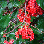 schisandra 