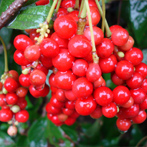 Adaptogens on Fox News Health