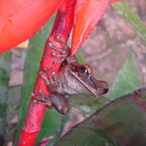 Amazonian Treefrog