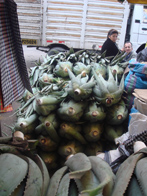 Aloe Vera in a Peruvian Market