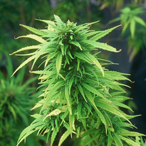 Read <b>"Feds Patent Pot"</b>