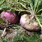 Learn more about MACA