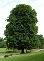 Horse Chestnut Tree