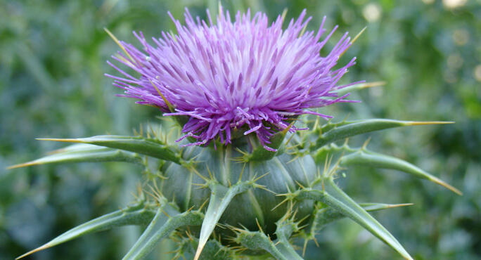 Milk Thistle Pregnant 42