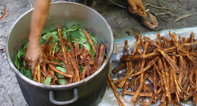 Risultati immagini per ayahuasca plant