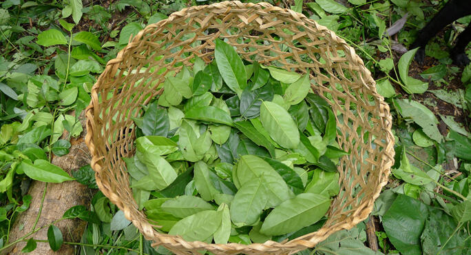 Runa Guayusa Whole Foods Runa Guayusa Whole Foods