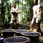 Acai Harvest, Brazil