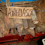 Ayahuasca 