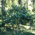 Cacoa Tree