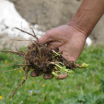 Rhodiola Root