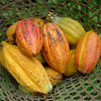 Ripe Cocoa Pods in Basket