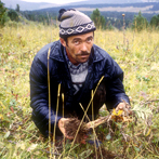 Rhodiola in Siberia