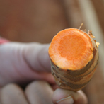 Slice of Tumeric