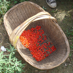 Goji