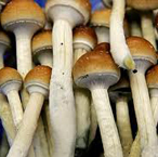 Magic Mushrooms - Psilocybe species