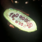 Ripe Cocoa Pod Opened